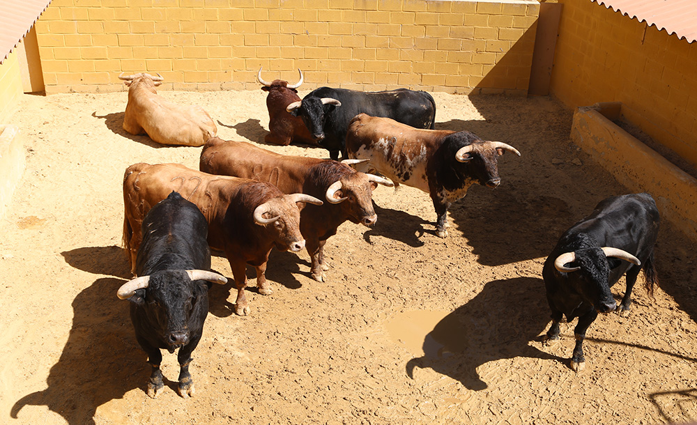 Sorteo de la 2ª de abono de la Feria del Caballo de Jerez 2015